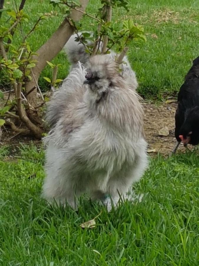Finca La Gallina Blanca 阿尔豪林格朗德 外观 照片